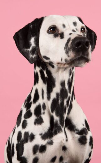 Portrait of a dalmatian dog looking to the right on a pink background with space for copy